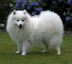 Japanese Spitz