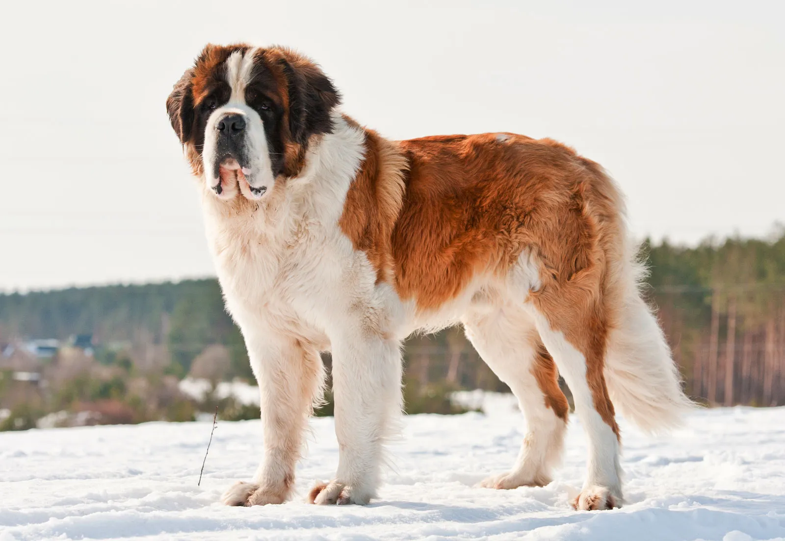 St. Bernard