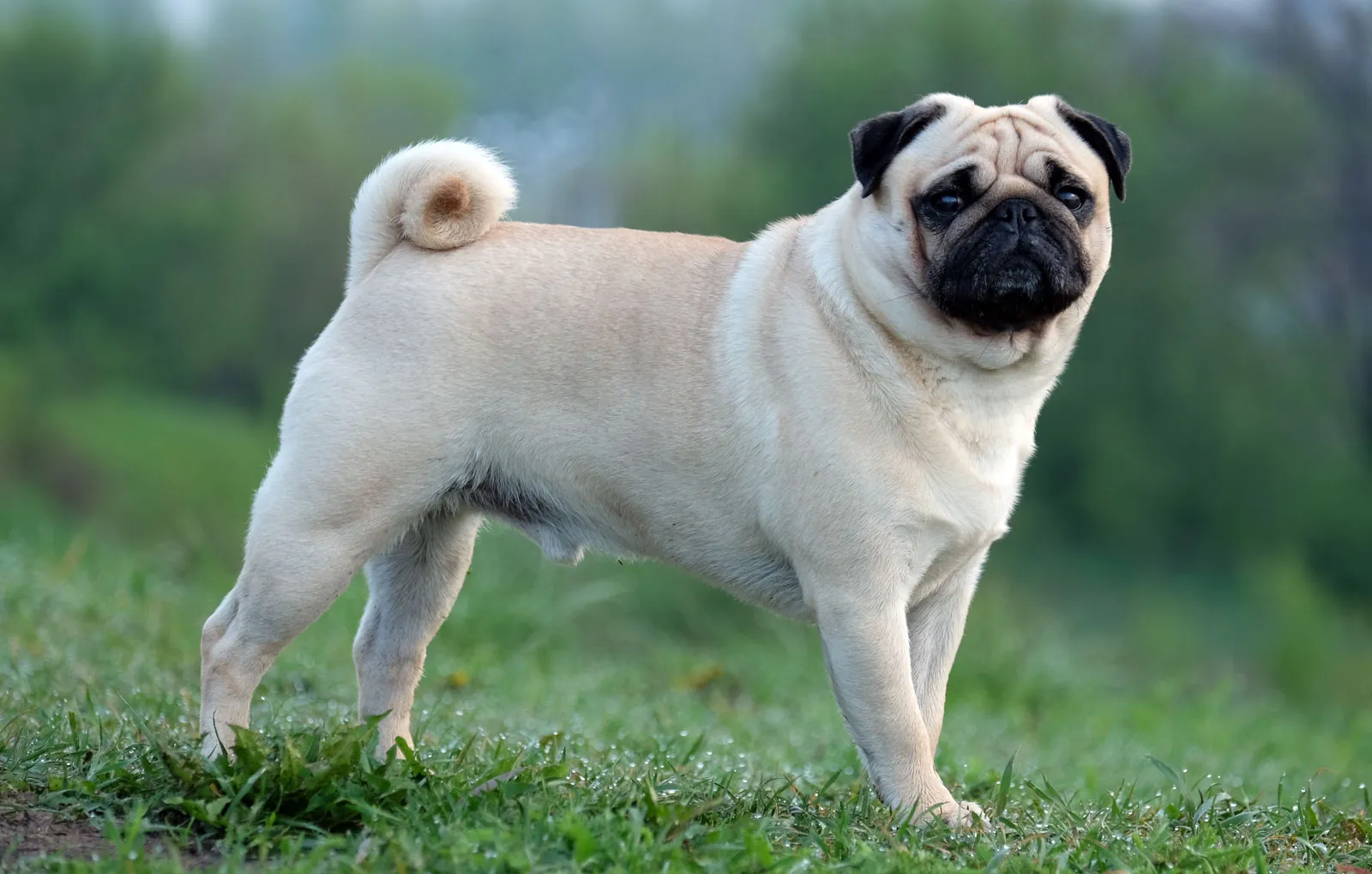 pug