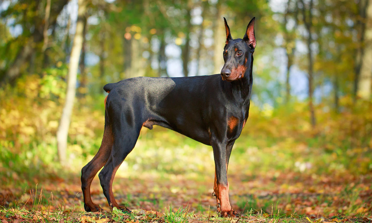 Doberman