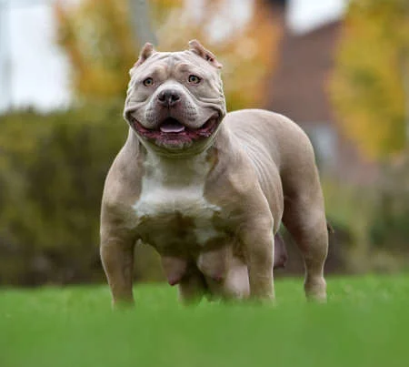 Pit Bull
